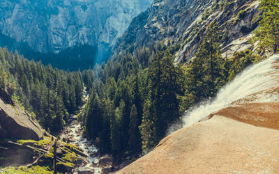 Healthy Forest