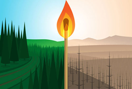 Forest Saftey